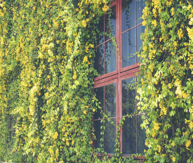 Window covered with plants