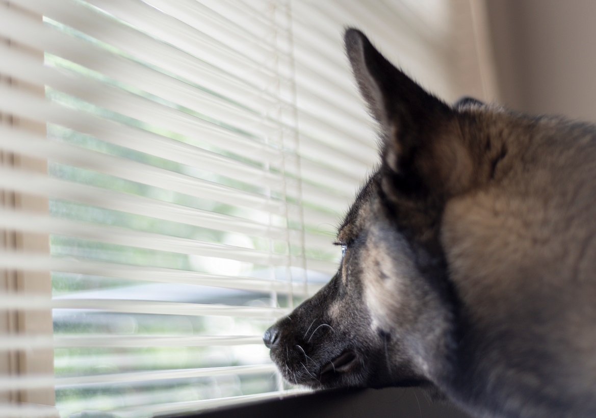 How to keep your pets and kids safe with window blinds