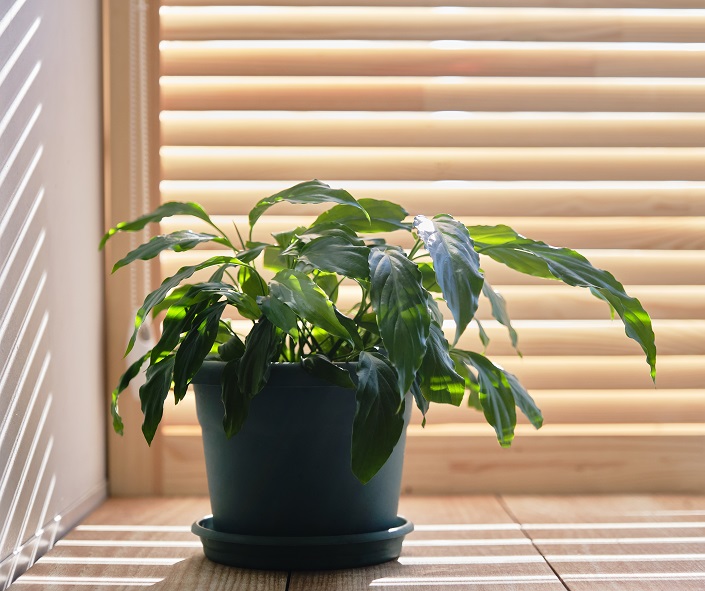 Reduce Glare and Improve Comfort: How Window Blinds Can Help