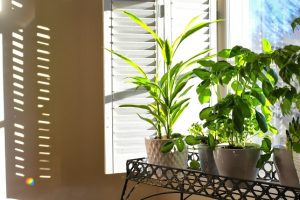 The Benefits of Adding Wooden Window Treatments to Your Home