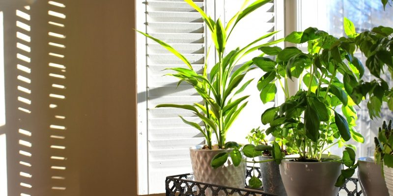The Pros and Cons of Adding Indoor Window Shutters to Your Home